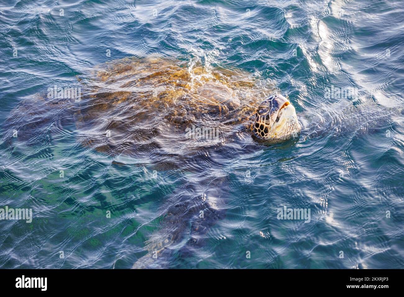 A green sea turtle, Chelonia mydas, an endangered species, lifts its head out of the Pacific Ocean for a breath off Maui, Hawaii. Stock Photo