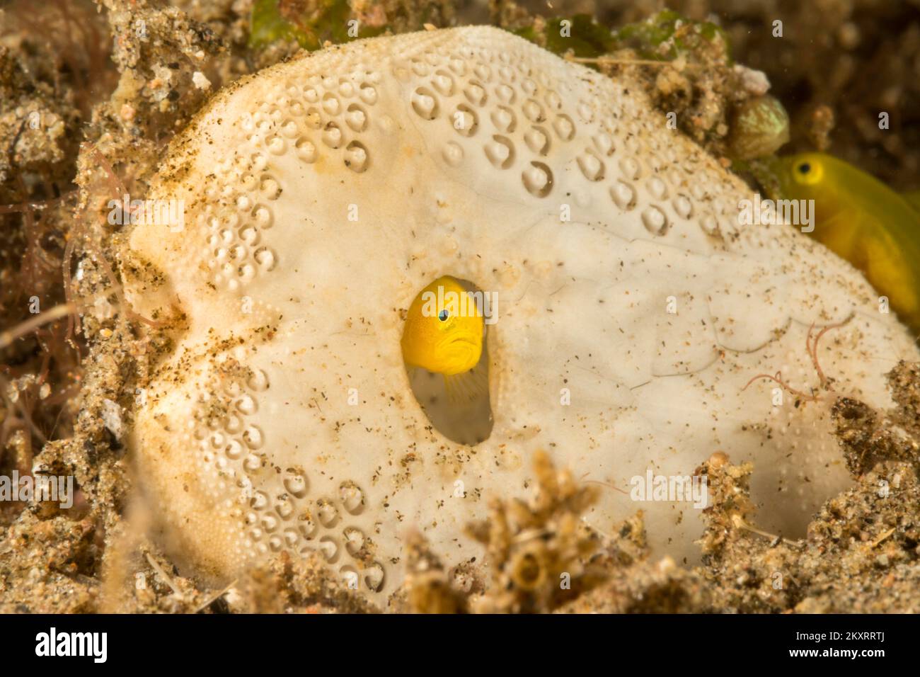This tiny yellow coral goby, Gobiodon okinawae, has selected the test or skeleton of a heart urchin for a home, Philippines. Stock Photo