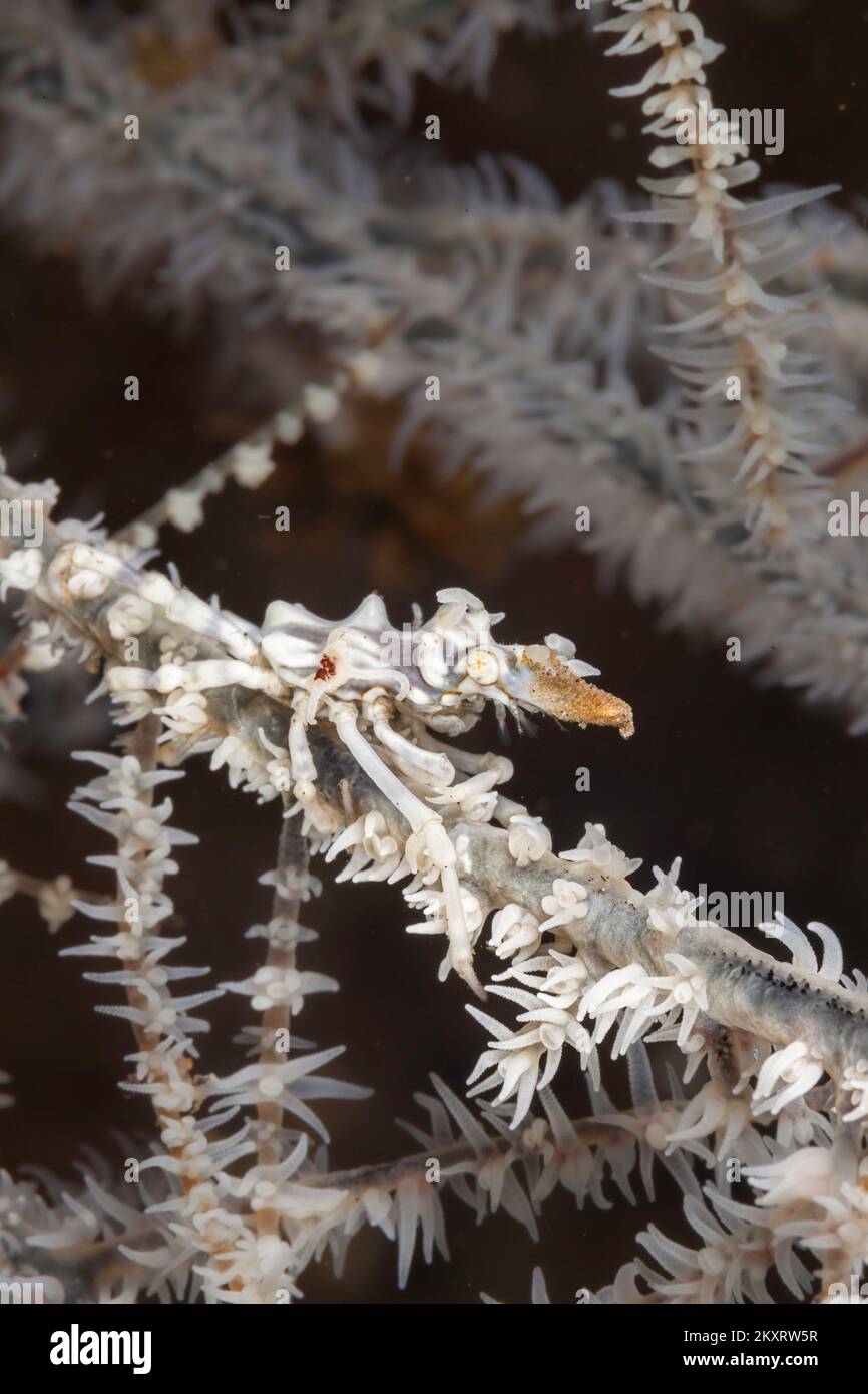 The wire coral spider crab, Xenocarcinus tuberculatus, has many common names including black coral xeno crab, brachyura crab, decorator crab, gorgonia Stock Photo