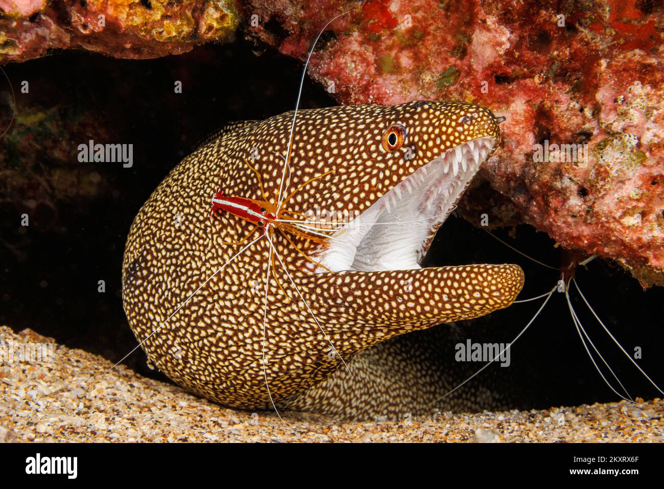 A look into the mouth of a whitemouth moray eel, Gymnothorax meleagris, that is getting inspected by a scarlet cleaner shrimp, Lysmata amboinensis, Ha Stock Photo