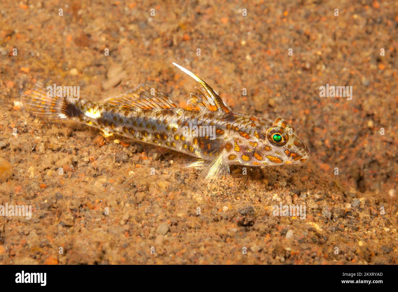 This blotched sandgoby, Fusigobius inframaculatus, is just two inches long, Bali, Indonesia. Stock Photo