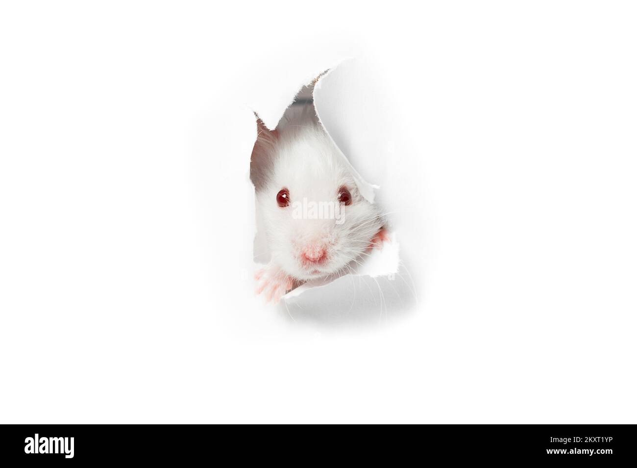 White rat head isolate in white background Stock Photo