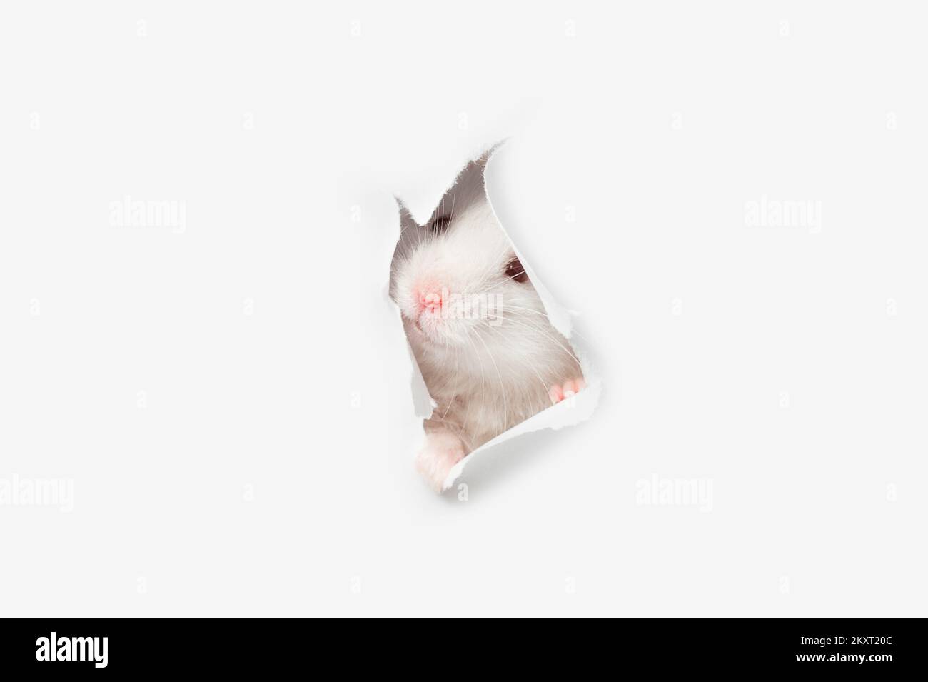 White rat head isolate in white background Stock Photo