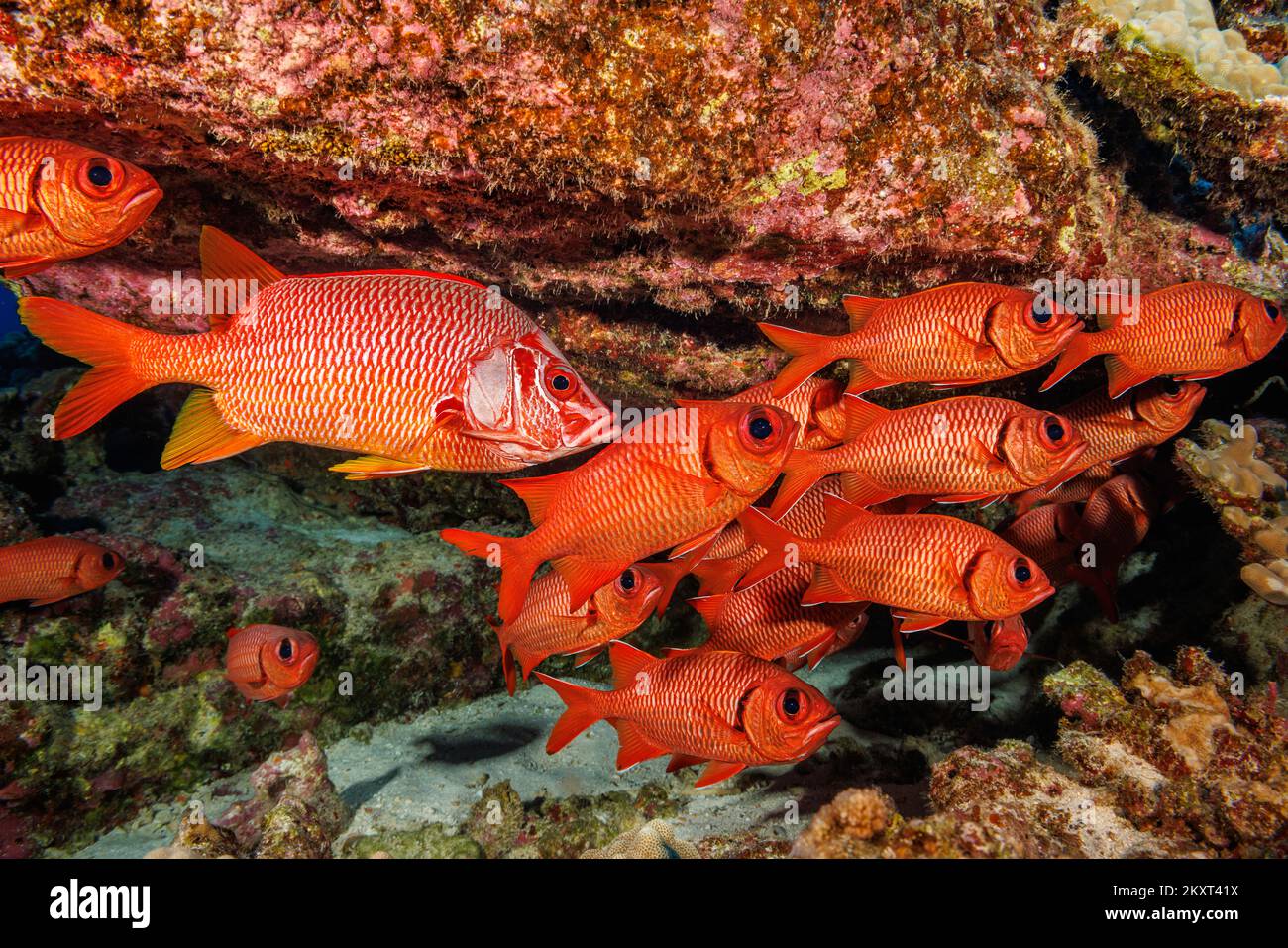 This longjaw squirrelfish, Sargocentron spiniferum, is the largest species of this family and appears quite at home in this school of bigscale soldier Stock Photo
