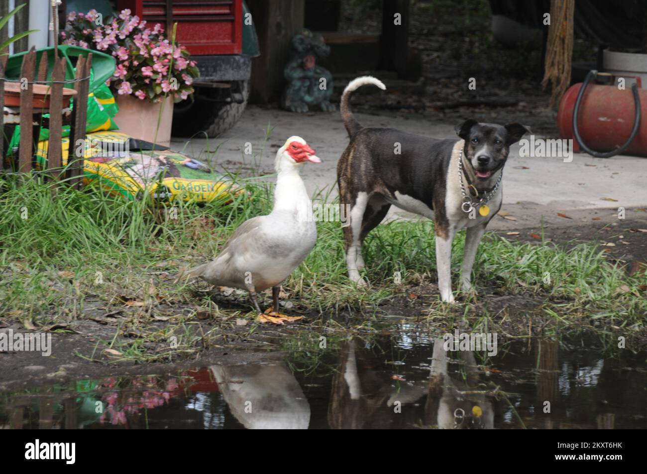 Pets Survive the Flood.. Photographs Relating to Disasters and Emergency Management Programs, Activities, and Officials Stock Photo