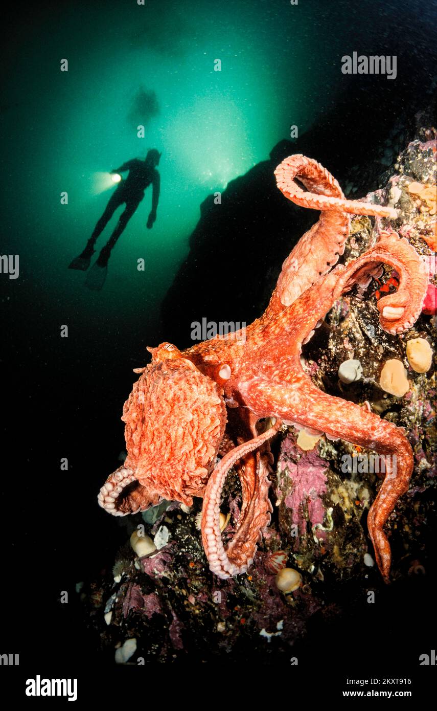A giant Pacific octopus, Enteroctopus dolfleini, and a diver (MR) on a