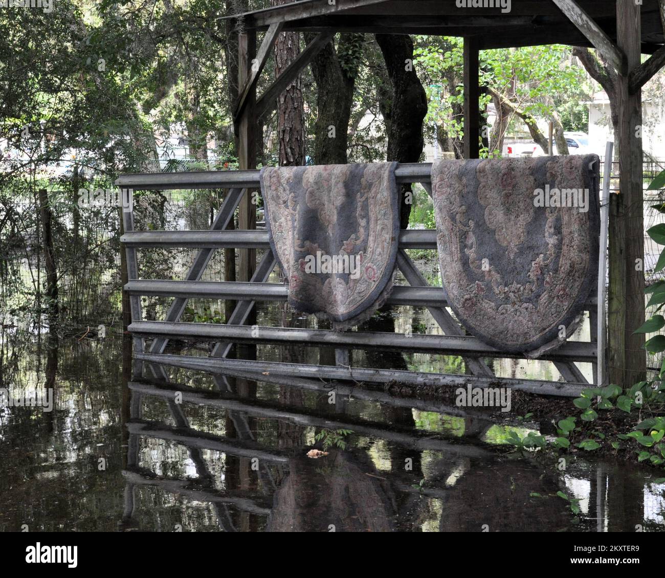 Wet Rugs Hung Out to Dry. Florida Tropical Storm Debby. Photographs Relating to Disasters and Emergency Management Programs, Activities, and Officials Stock Photo