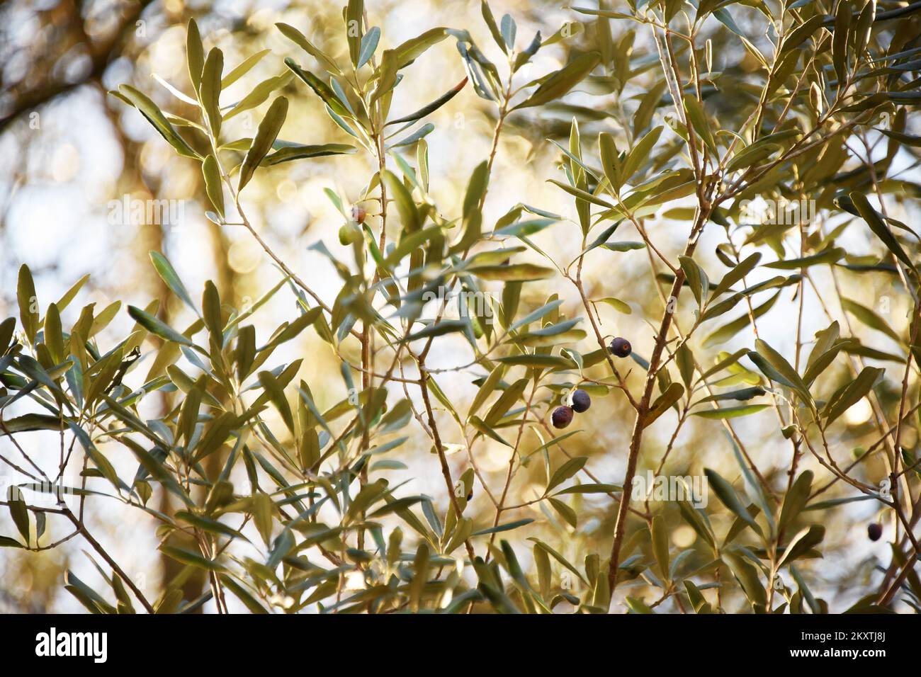 Carta da parato Palm Trees in the Wind - Gray Twigs With Leaves on