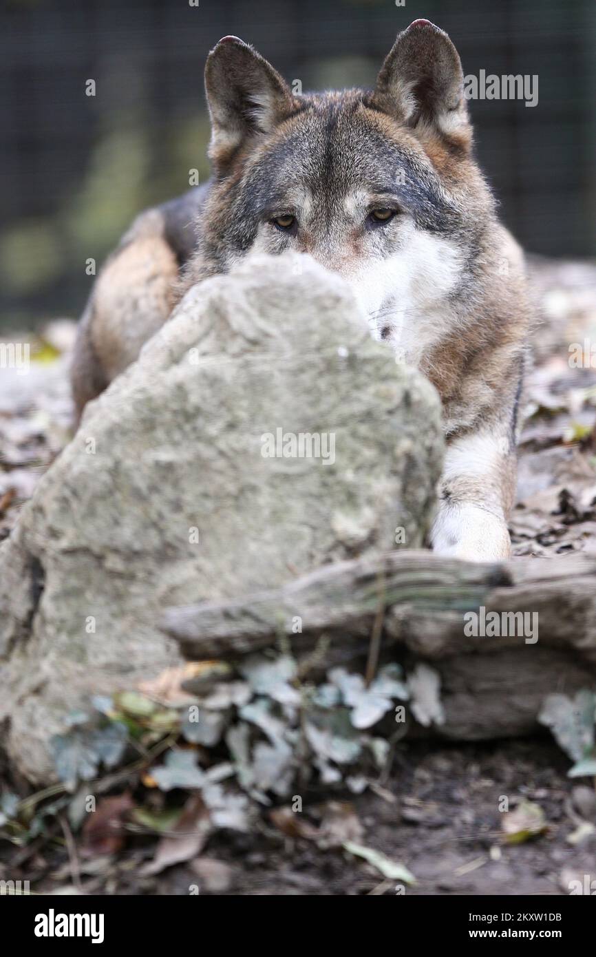 Grey wolf standing on a rock at Zagreb Zoo in Zagreb, Croatia on November 7, 2021. Stock Photo