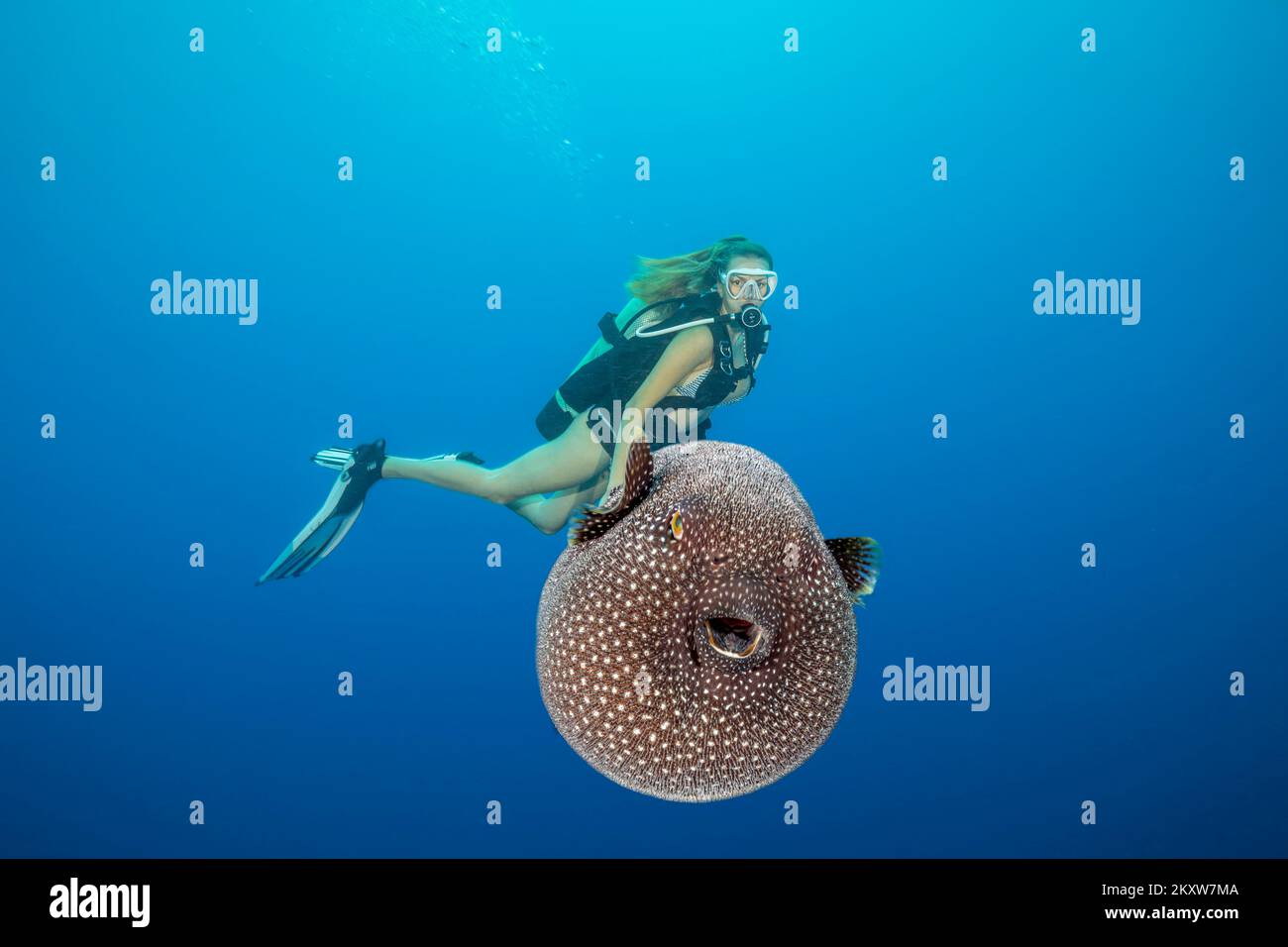 A diver (MR) gets a look at a Guineafowl pufferfish, Arothron meleagris, Yap, Micronesia. Stock Photo