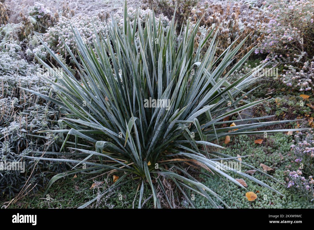 Yucca palm covered with frost. First frosts Stock Photo Alamy