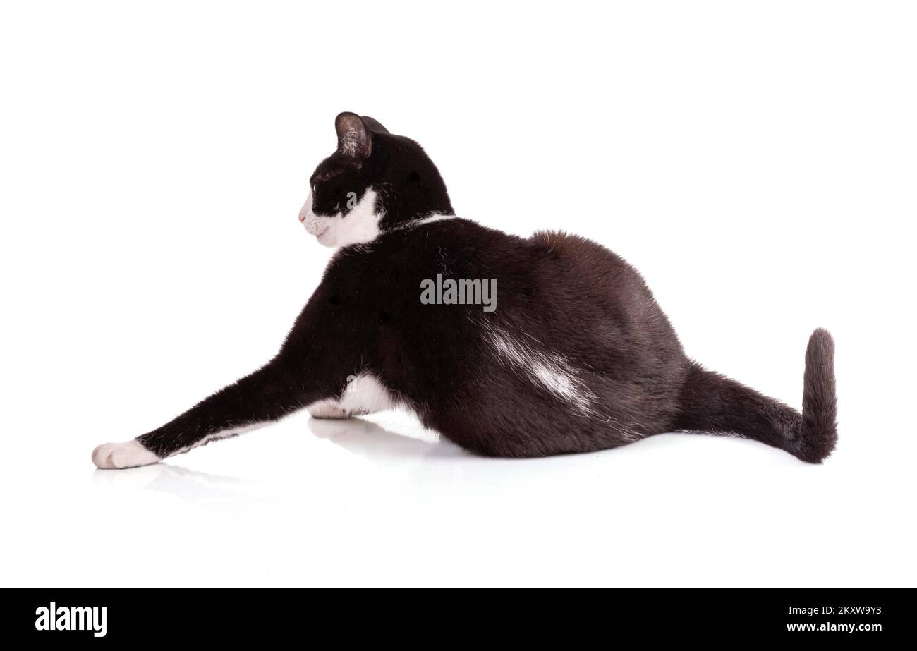Portrait of a nice black and white cat on a white background Stock Photo