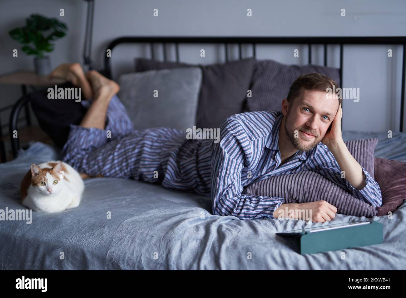 Bearded cheerful caucasian freelancer man in sleepwear lying on bed in the morning educating or making online shopping at home. Two tabby cats sitting nearby. High quality image Stock Photo