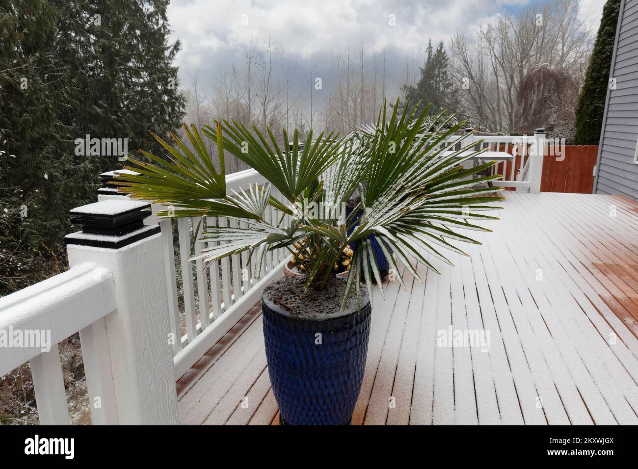 Palm trees covered with straw protectors to keep warm during winter Stock  Photo - Alamy