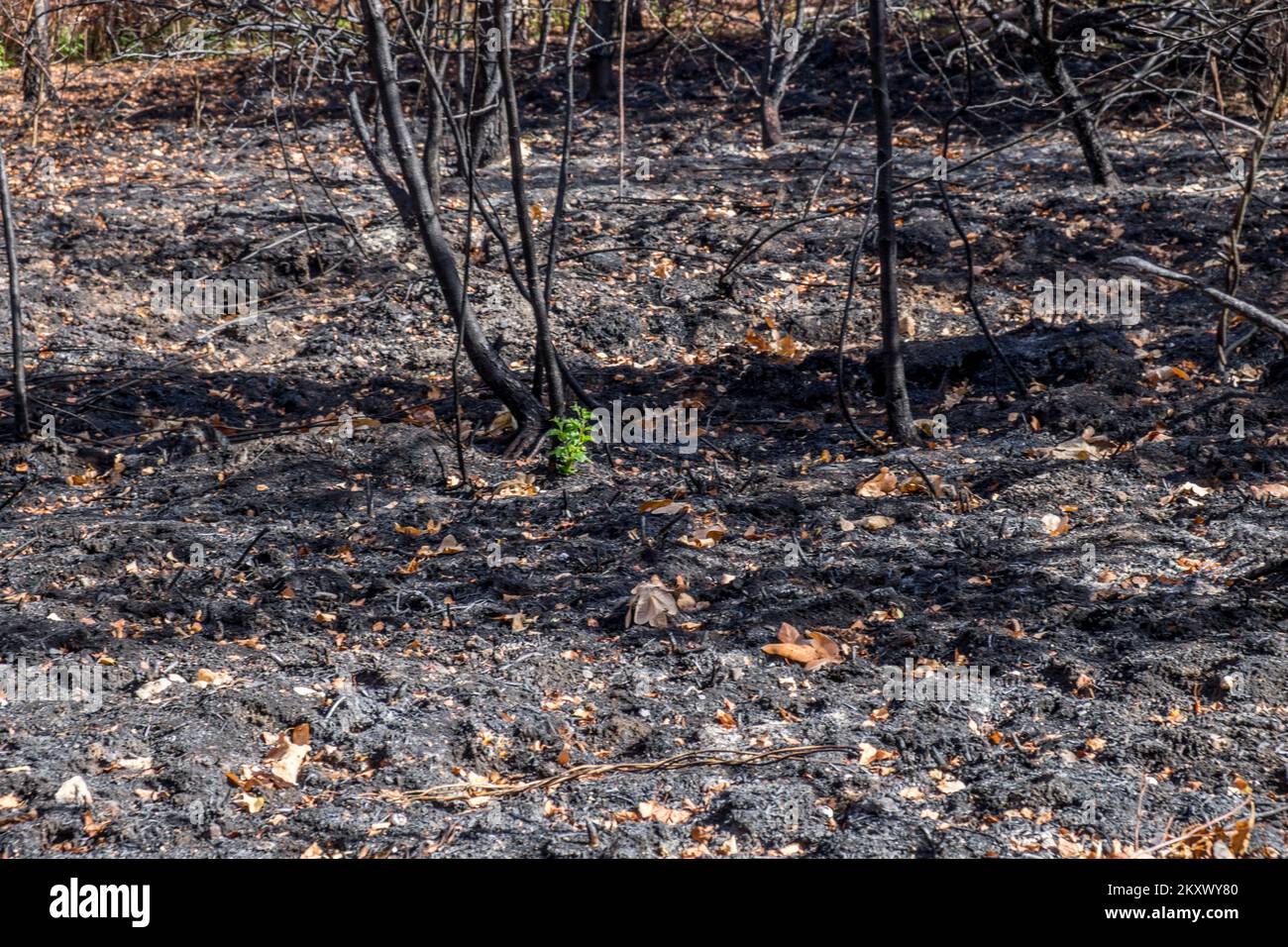 field being burnt whether this was intentional or it was vandalism Stock Photo