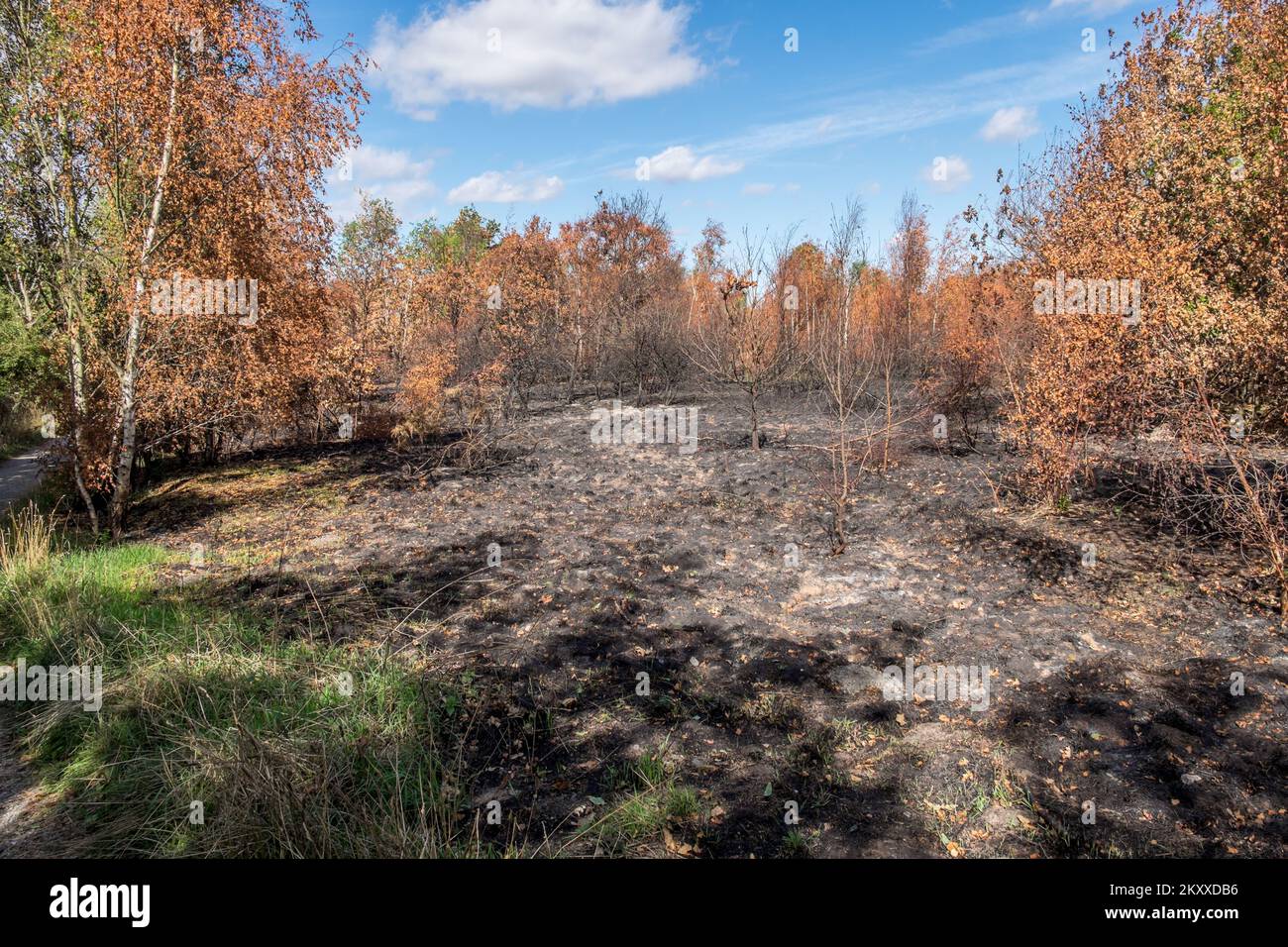 field being burnt whether this was intentional or it was vandalism Stock Photo