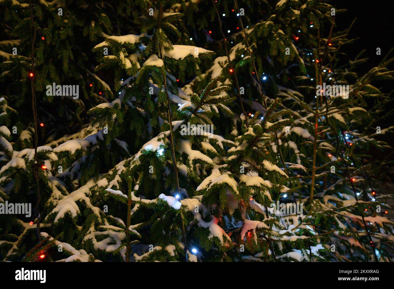 christmas lights hanging in a tree Stock Photo