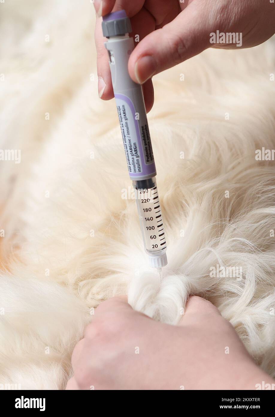 Illustration of measuring sugar level in dogs. In dogs, diabetes is a