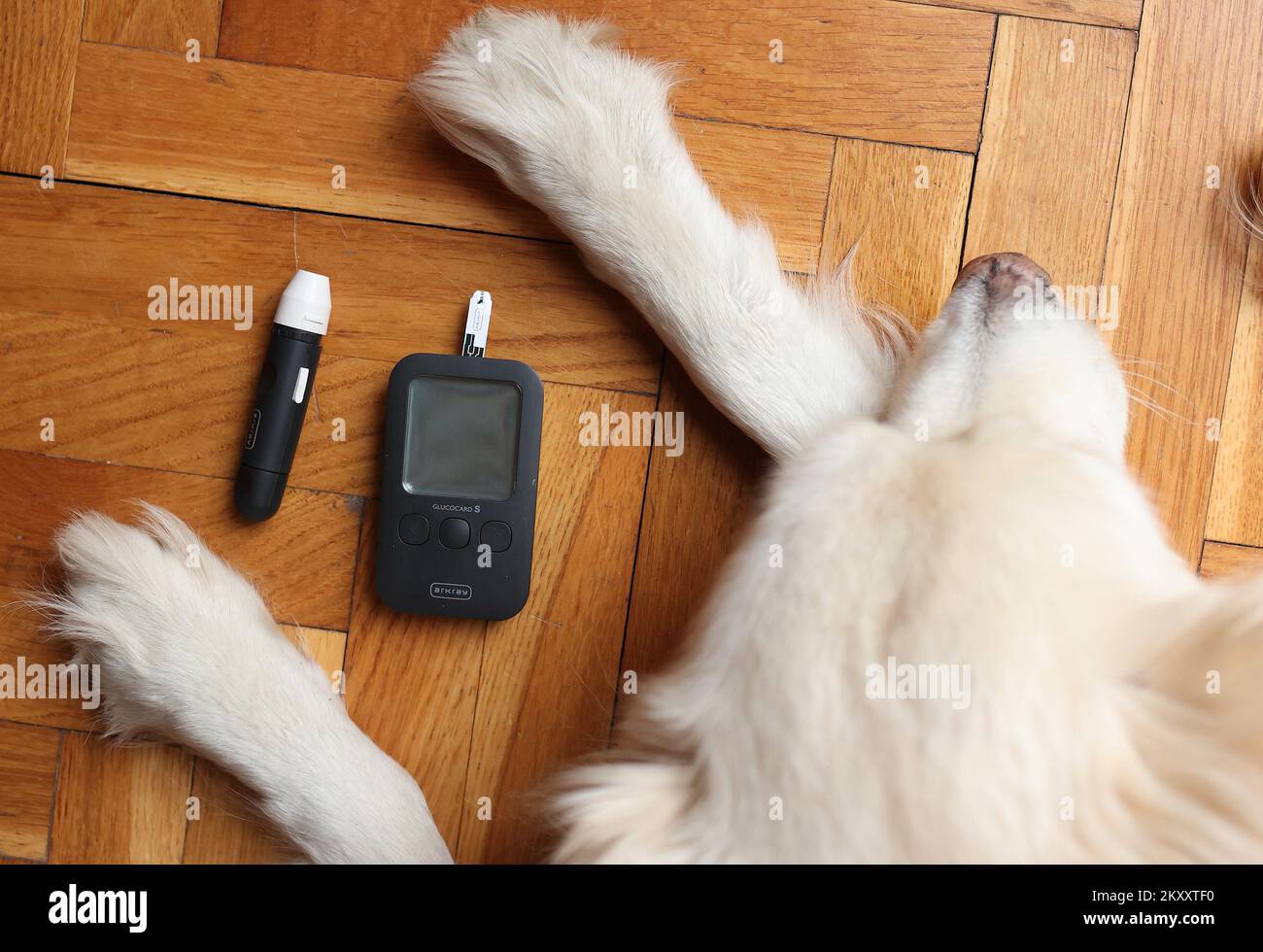 Illustration of measuring sugar level in dogs. In dogs, diabetes is a