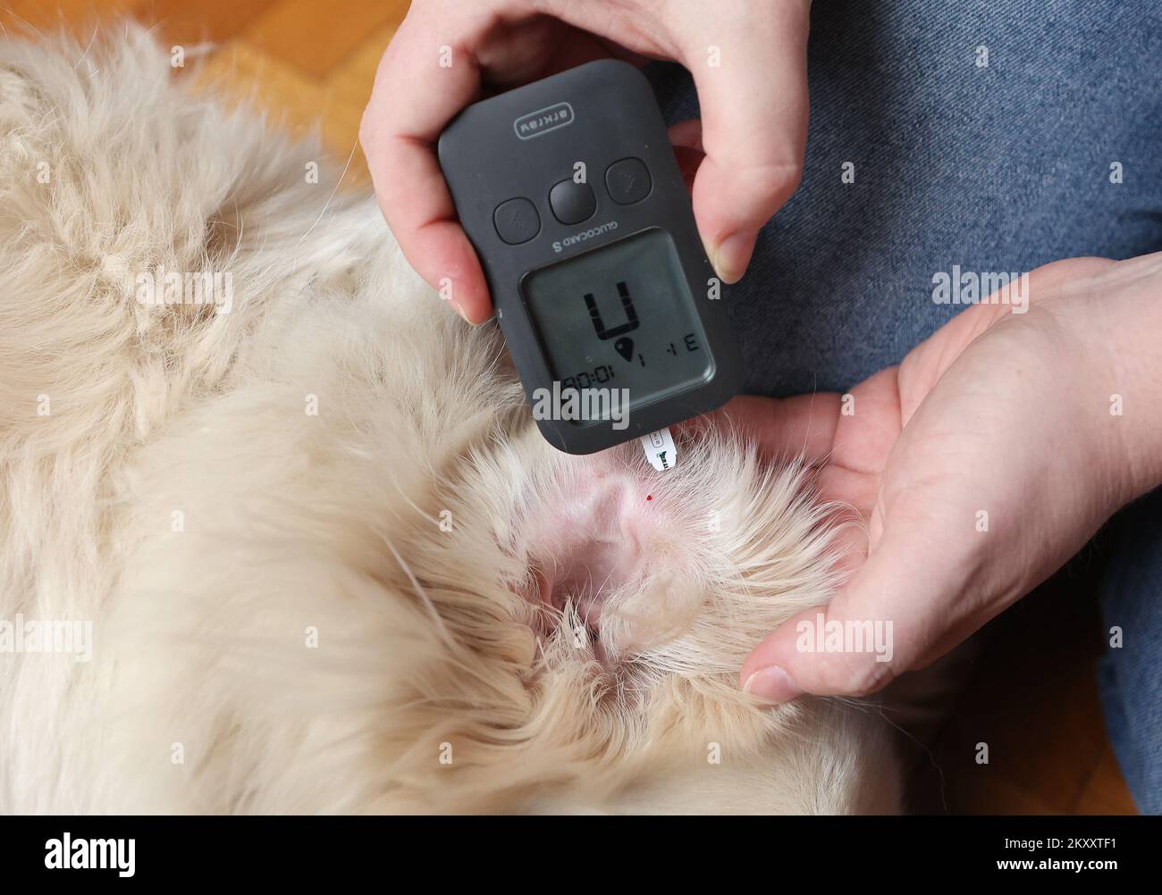 Illustration of measuring sugar level in dogs. In dogs, diabetes is a