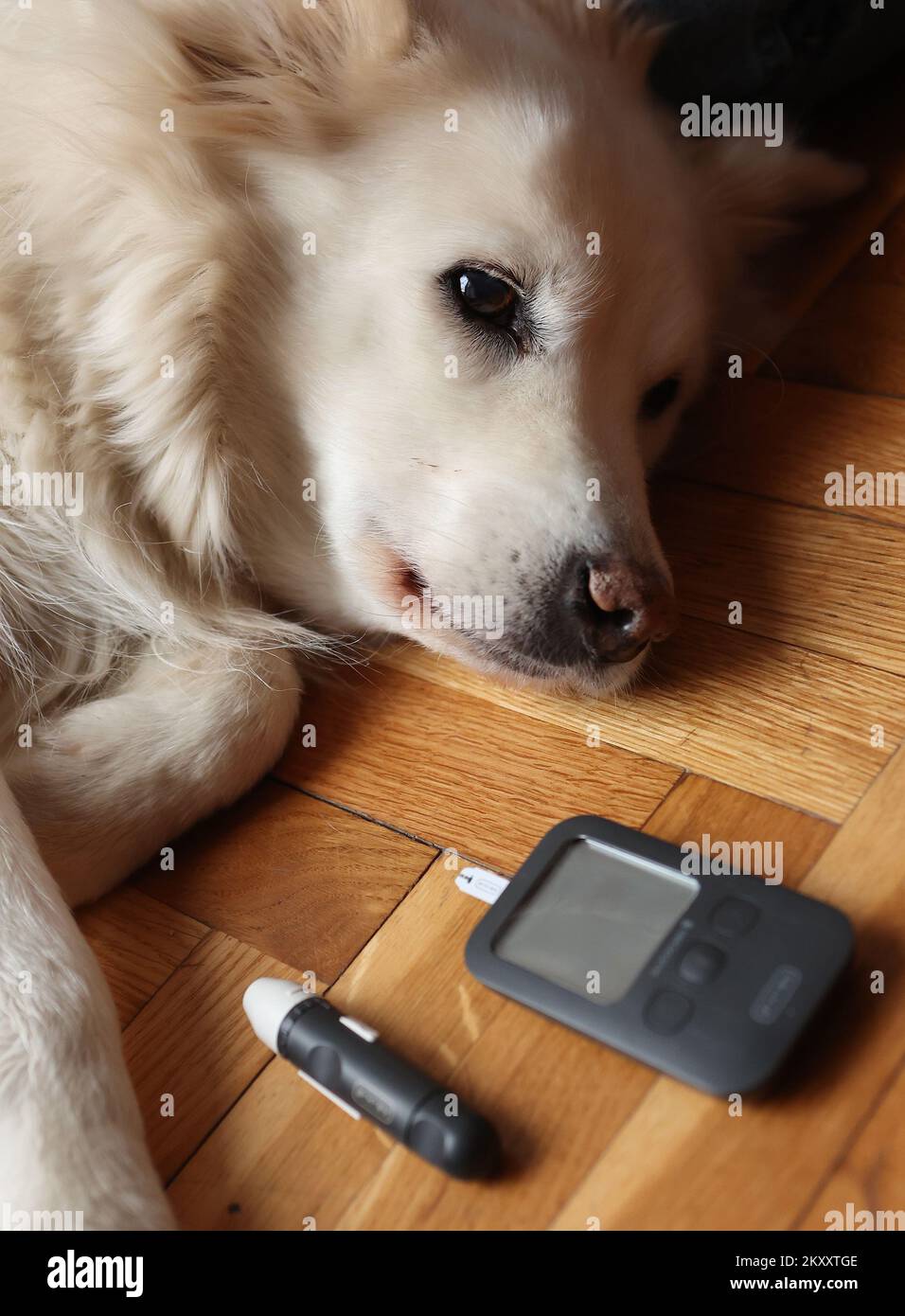 Illustration of measuring sugar level in dogs. In dogs, diabetes is a