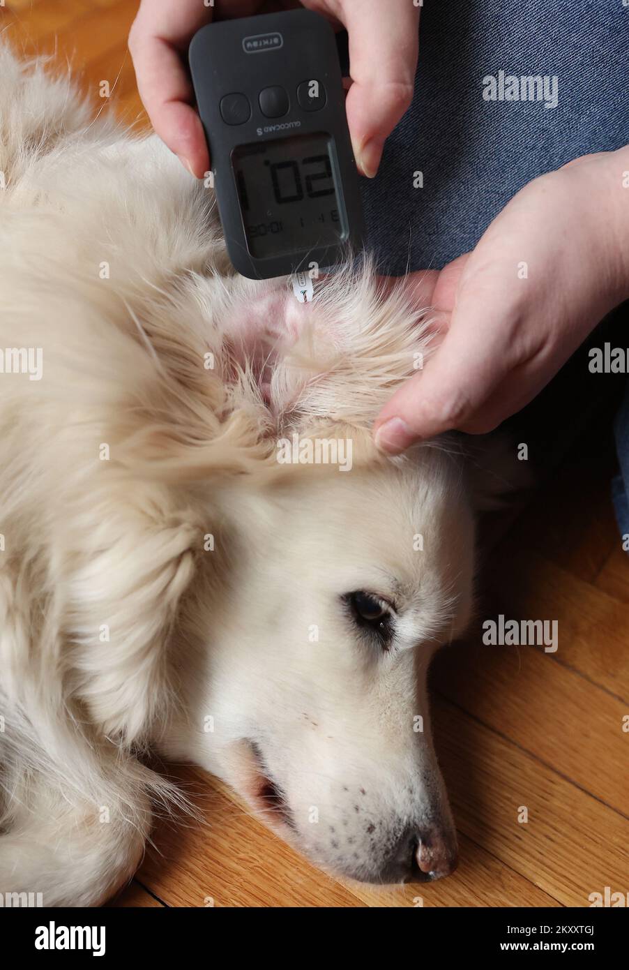 Illustration of measuring sugar level in dogs. In dogs, diabetes is a