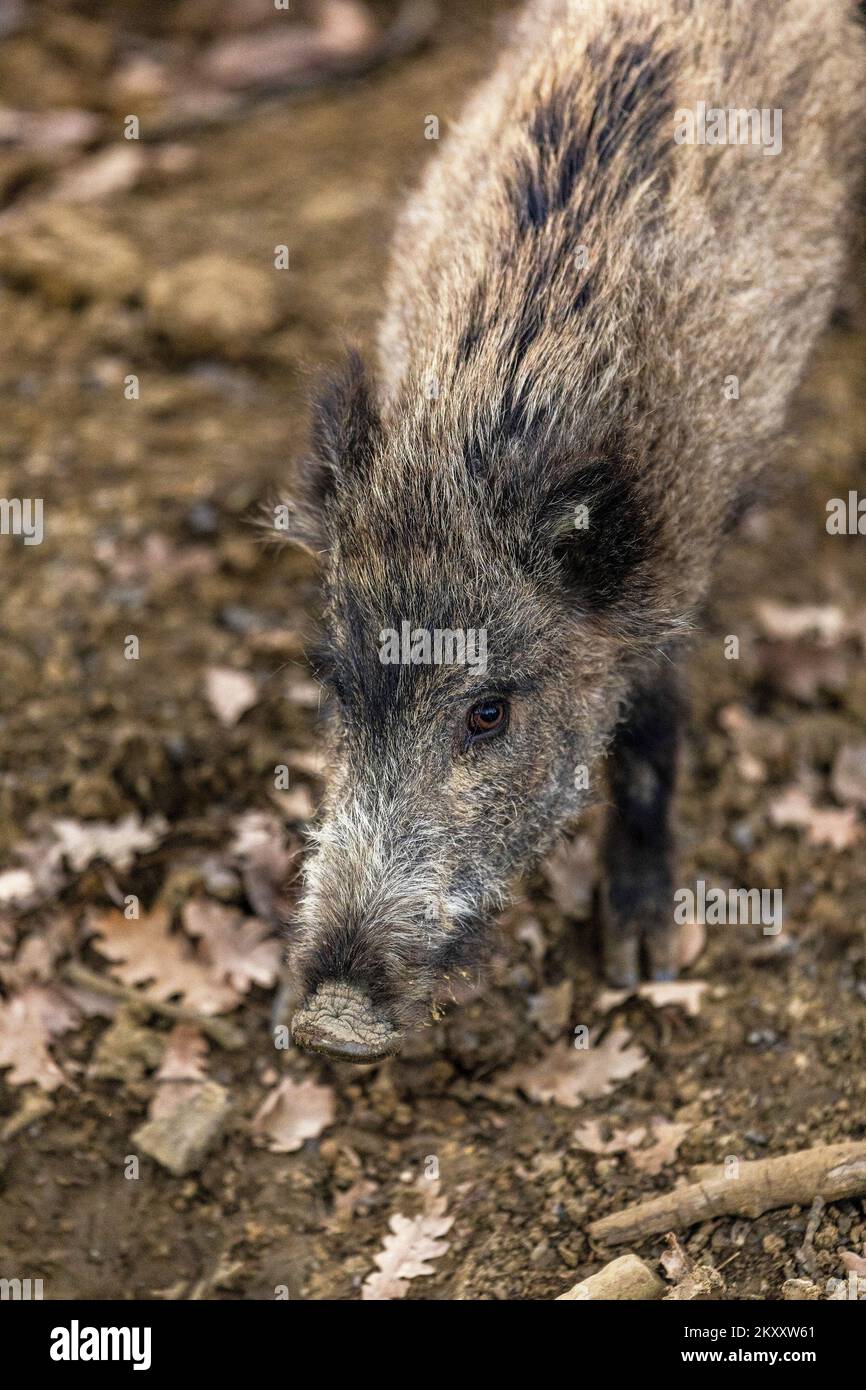 Wild boars in search of food in the forest in Buzet, Croatia on February 9, 2022. Photo: Srecko Niketic/PIXSELL Stock Photo