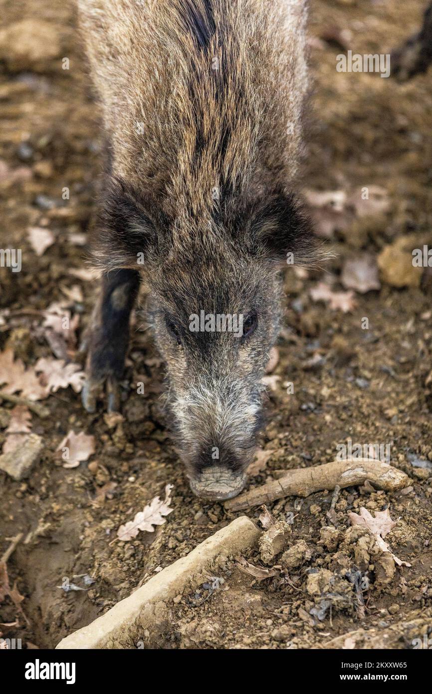 Wild boars in search of food in the forest in Buzet, Croatia on February 9, 2022. Photo: Srecko Niketic/PIXSELL Stock Photo