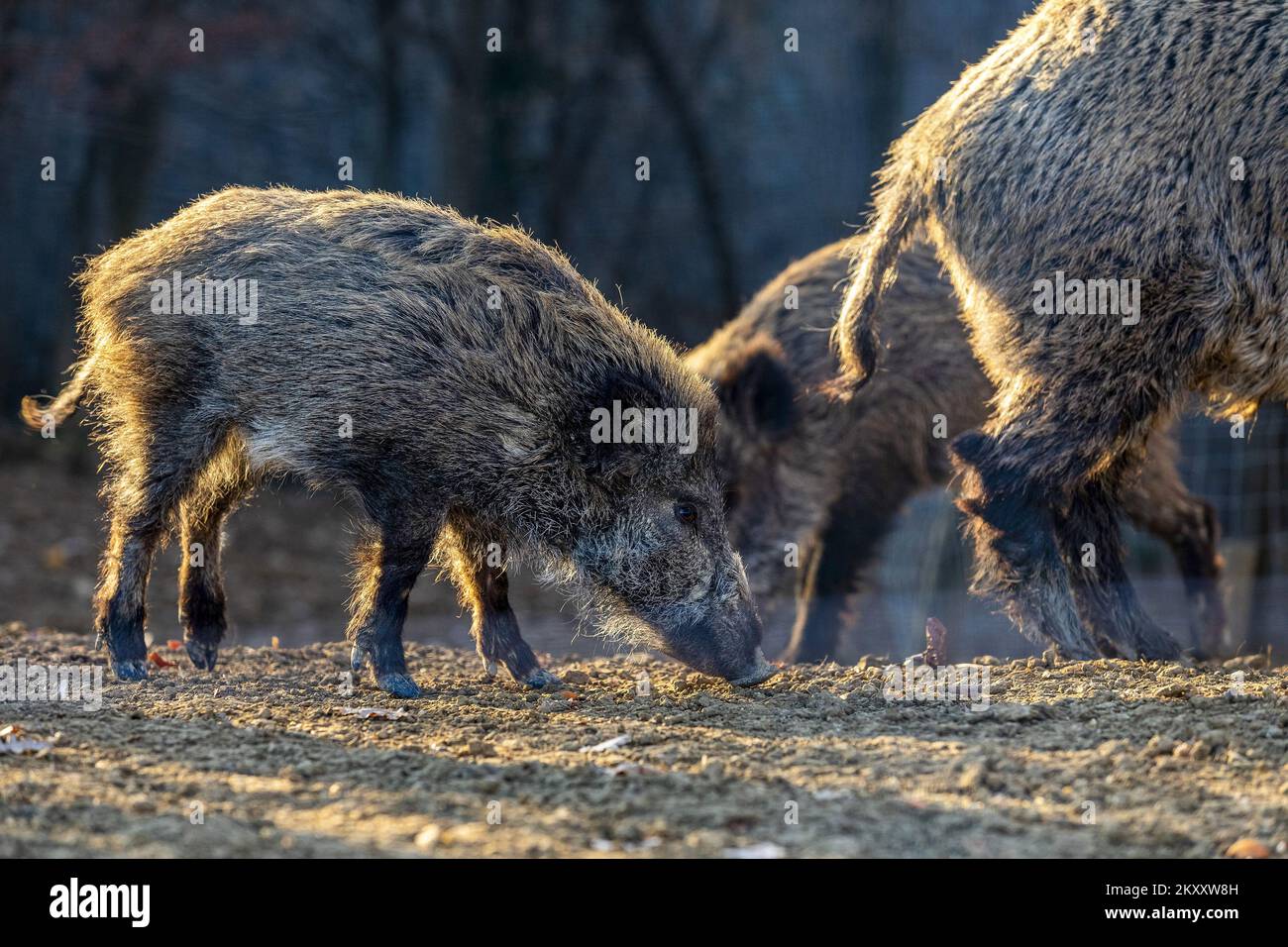 Wild boars in search of food in the forest in Buzet, Croatia on February 9, 2022. Photo: Srecko Niketic/PIXSELL Stock Photo