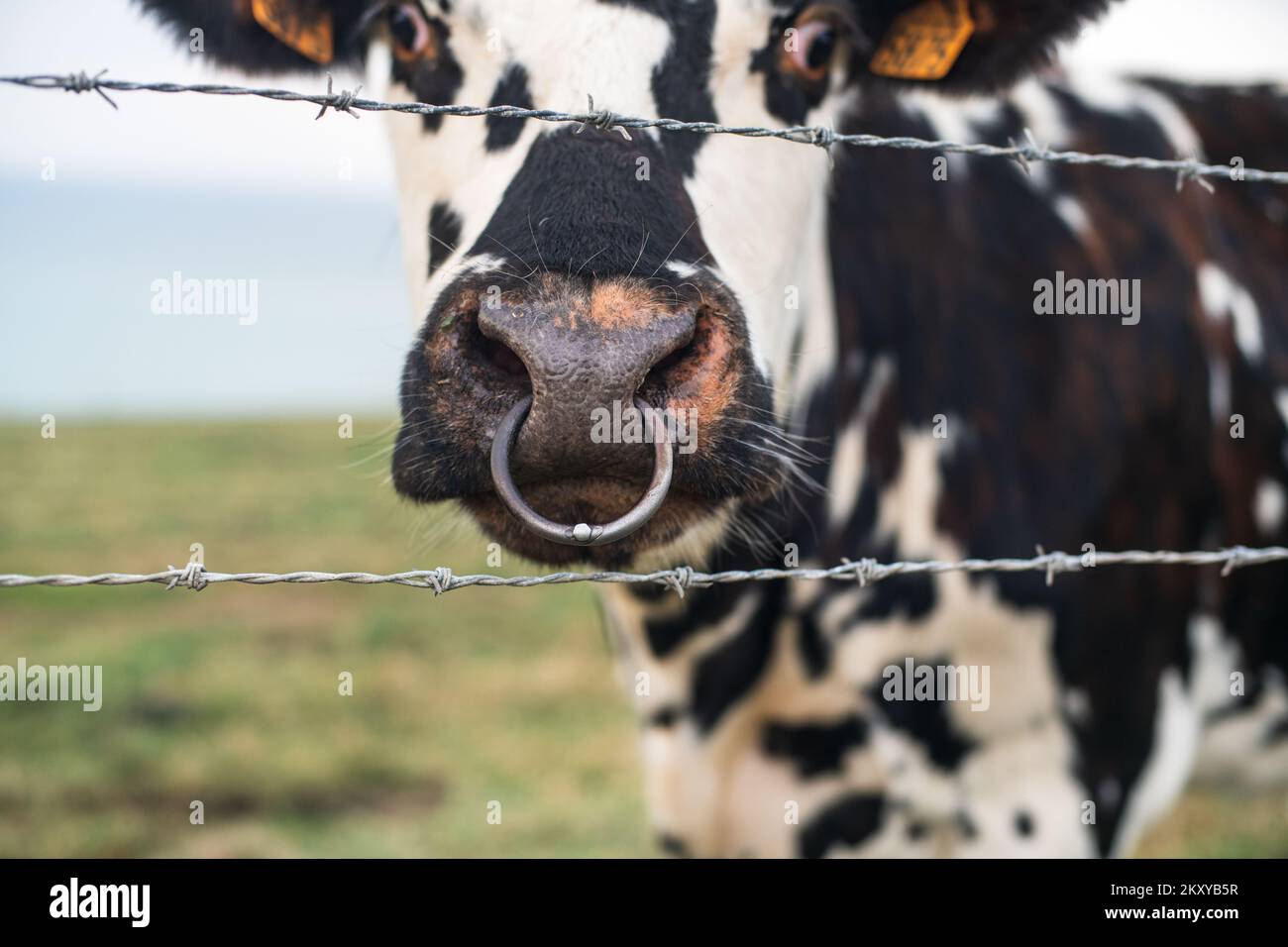 Spotted cow behind barbed wire with a pierced nose in Normandy, France Stock Photo