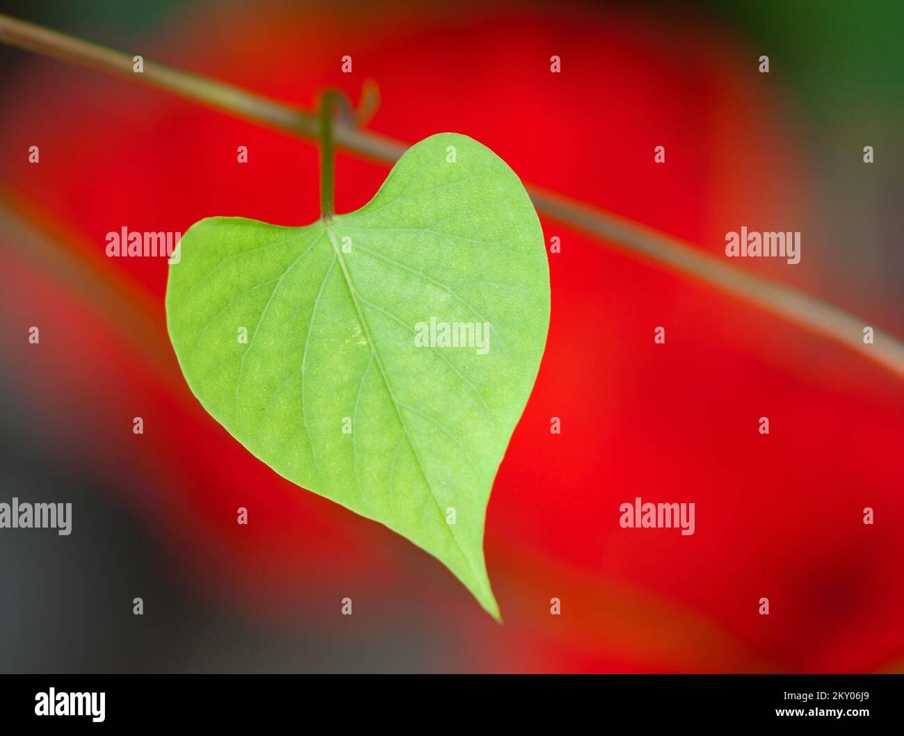 Heart shape leaf with a red flower in the background Stock Photo