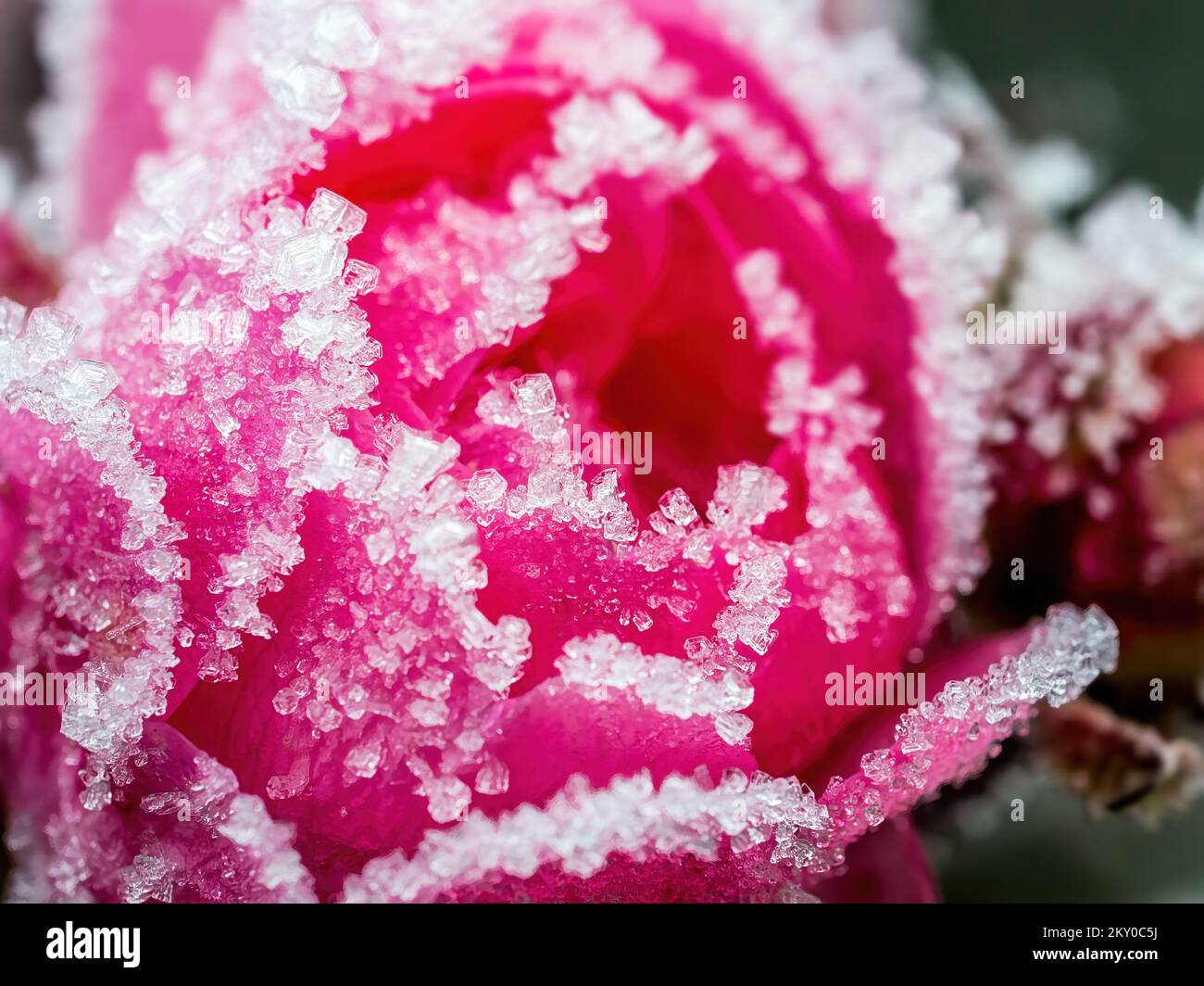 Extreme closeup of frosted red rose petals Stock Photo