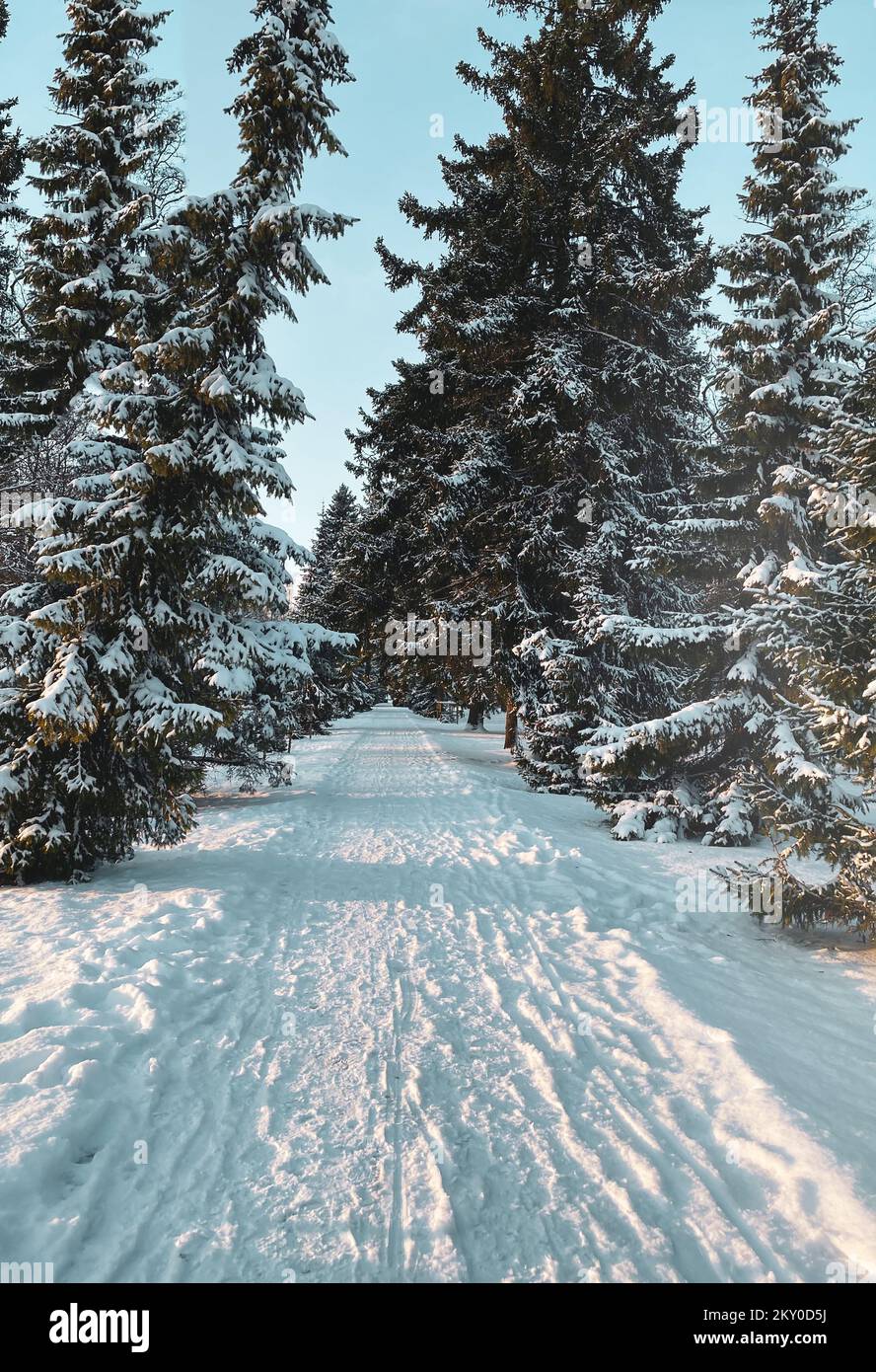 Beautiful winter landscape with fir trees covered with snow. Vertical photography Stock Photo