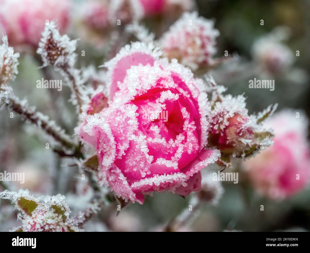 Closeup of frosted red rose bud Stock Photo
