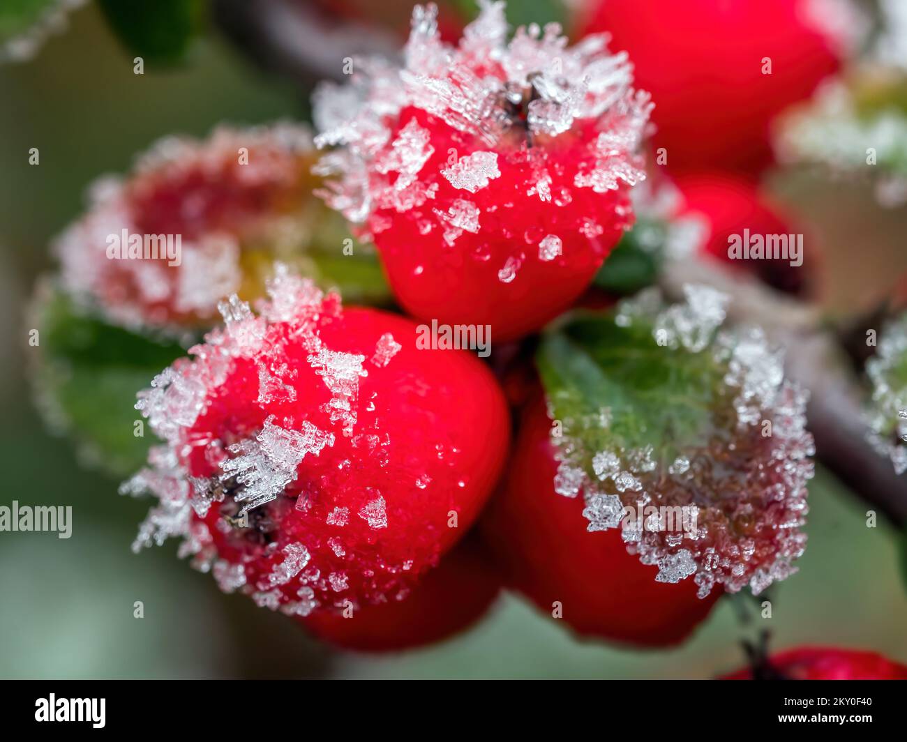 Closeup of common cotoneaster pomes covered with frost crystals Stock Photo