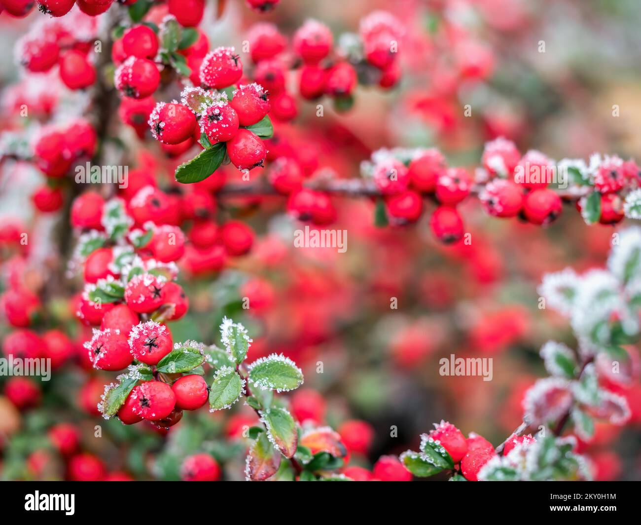 Closeup of common cotoneaster shrub covered with frost crystals Stock Photo