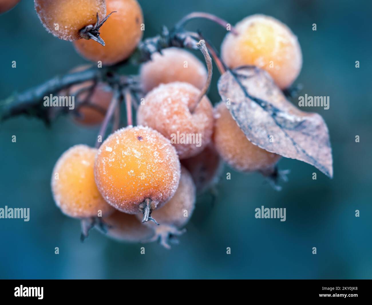 Closeup shot of frosted crab apples on a branch Stock Photo