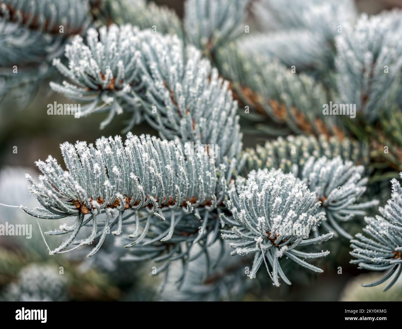 Closeup of icy Korean fir covered with frost Stock Photo
