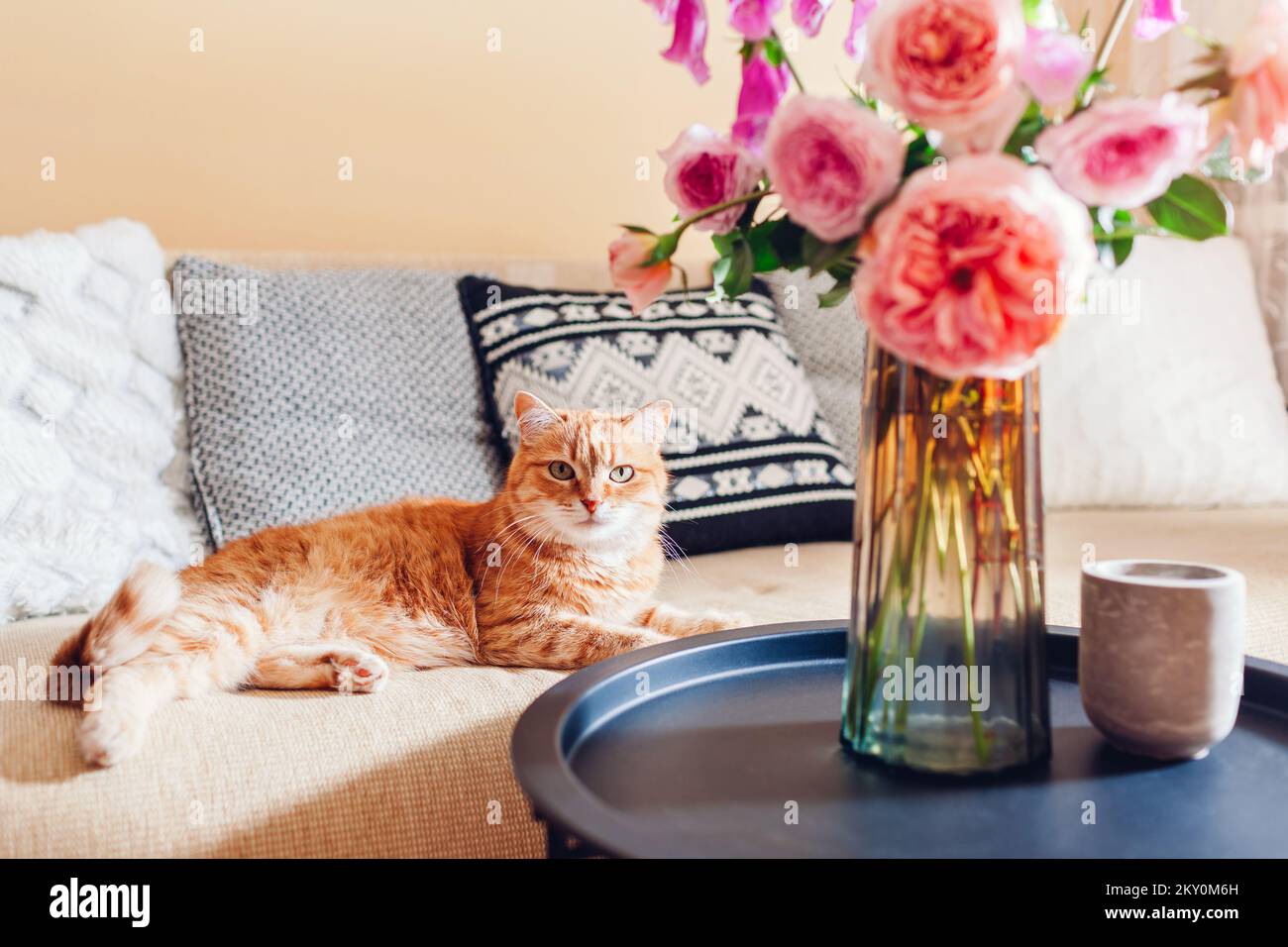 Ginger cat lying on couch in living room by bouquet of fresh roses and foxgloves flowers. Pet feels comfortable and cozy at home Stock Photo