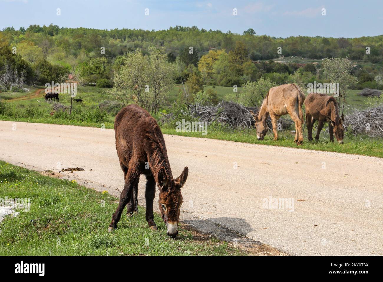 Smart donkey hi-res stock photography and images - Alamy
