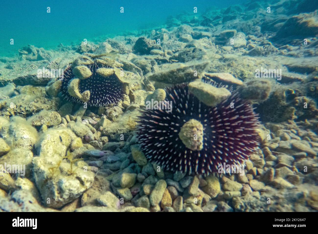 Sea urchins seen at the bottom of the sea,in Pula, Croatia, on