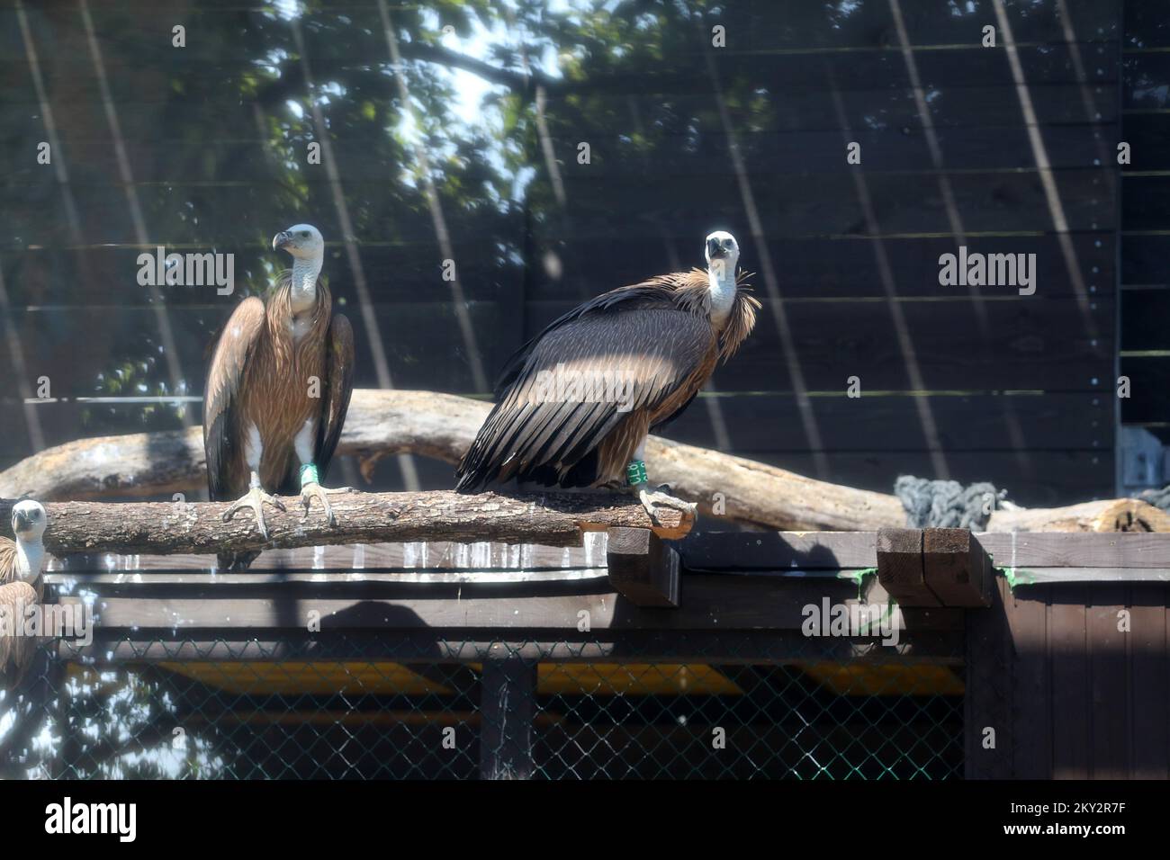 Griffon vultures photographed at the Beli Griffon Vulture Visitor and Recovery Center on the island of Cres, Croatia on July 28, 2022. Today, the hospital for vultures in the Visitor Center and recovery center for griffon vultures Beli was officially opened. Photo: Goran Kovacic/PIXSELL  Stock Photo