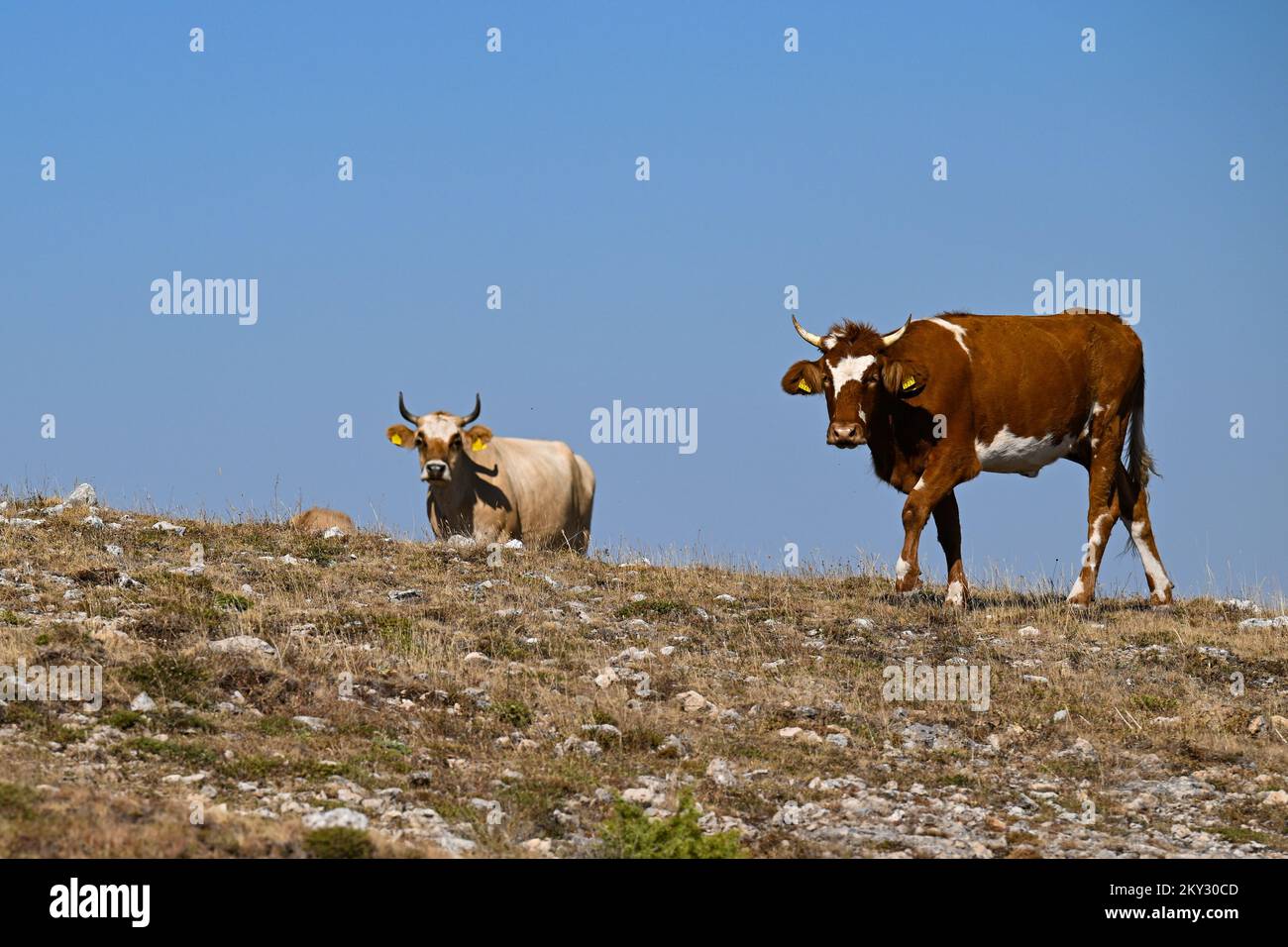 Cows grazing by the road near Vrlika, Croatia on 6th August 2022. Photo: Davor Puklavec/PIXSELL Stock Photo