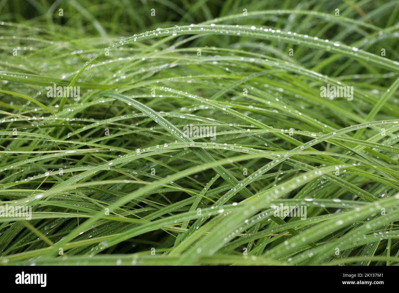 Drops of rain on the blades of grass in Lokve, Croatia on August 24, 2022. Photo: Goran Kovacic/PIXSELL Stock Photo