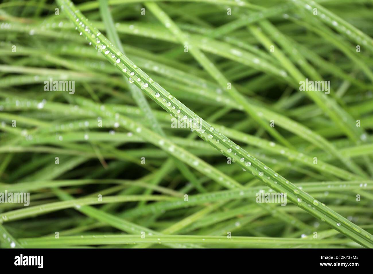Drops of rain on the blades of grass in Lokve, Croatia on August 24, 2022. Photo: Goran Kovacic/PIXSELL Stock Photo