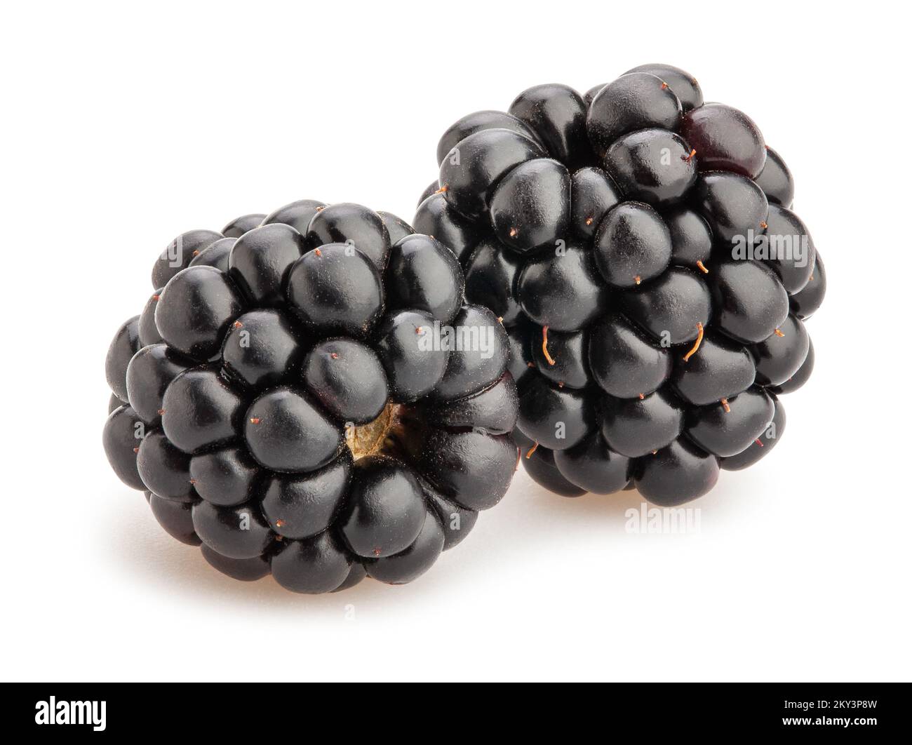 blackberry path isolated on white Stock Photo