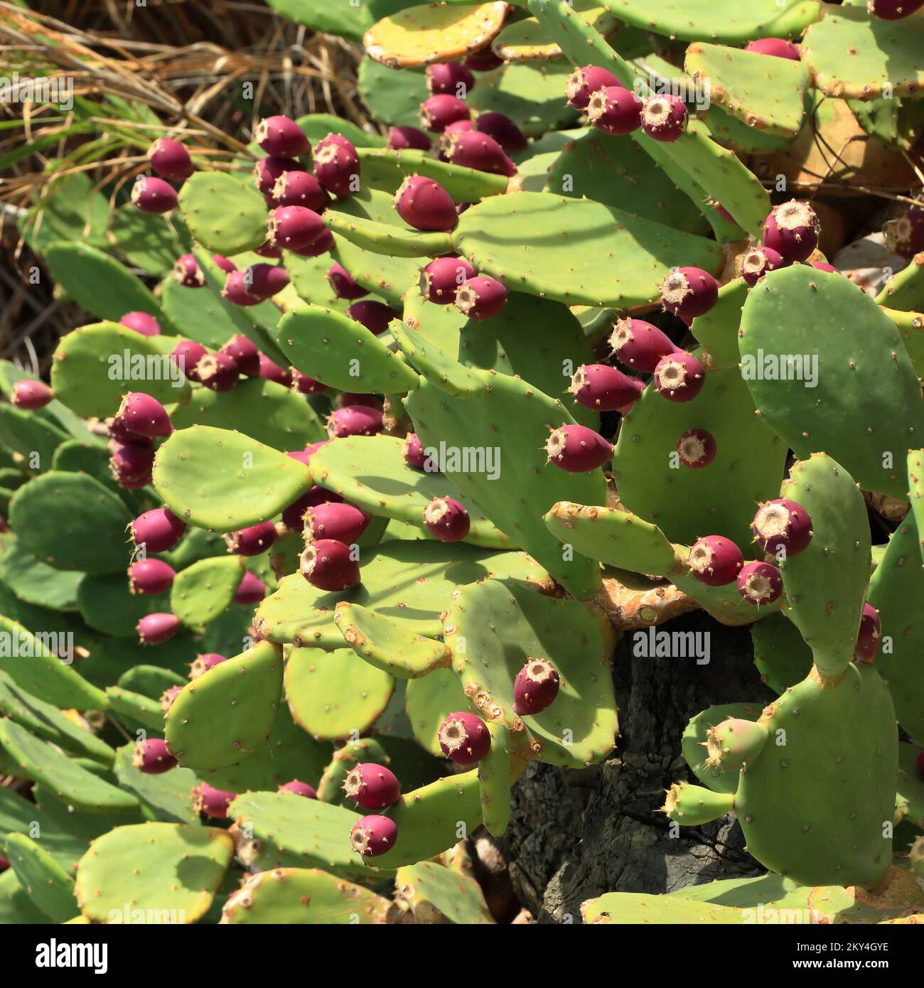 Prickly Pear Cactus with fruits, Opuntia ficus-indica, Indian fig opuntia, Opuntia genus Stock Photo