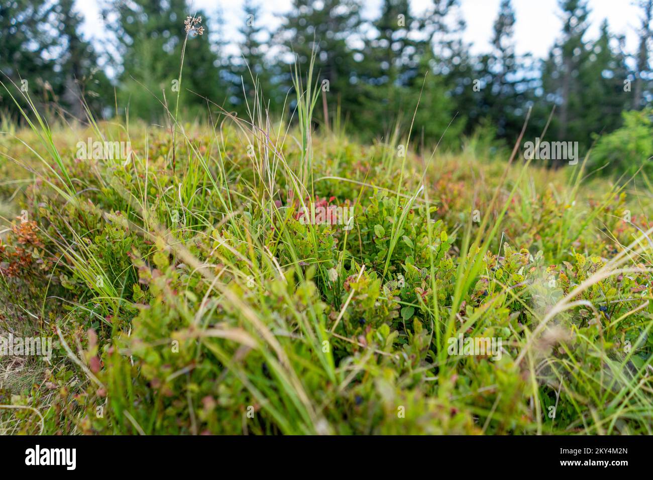 Blueberries are also growing in the mountains. Stock Photo