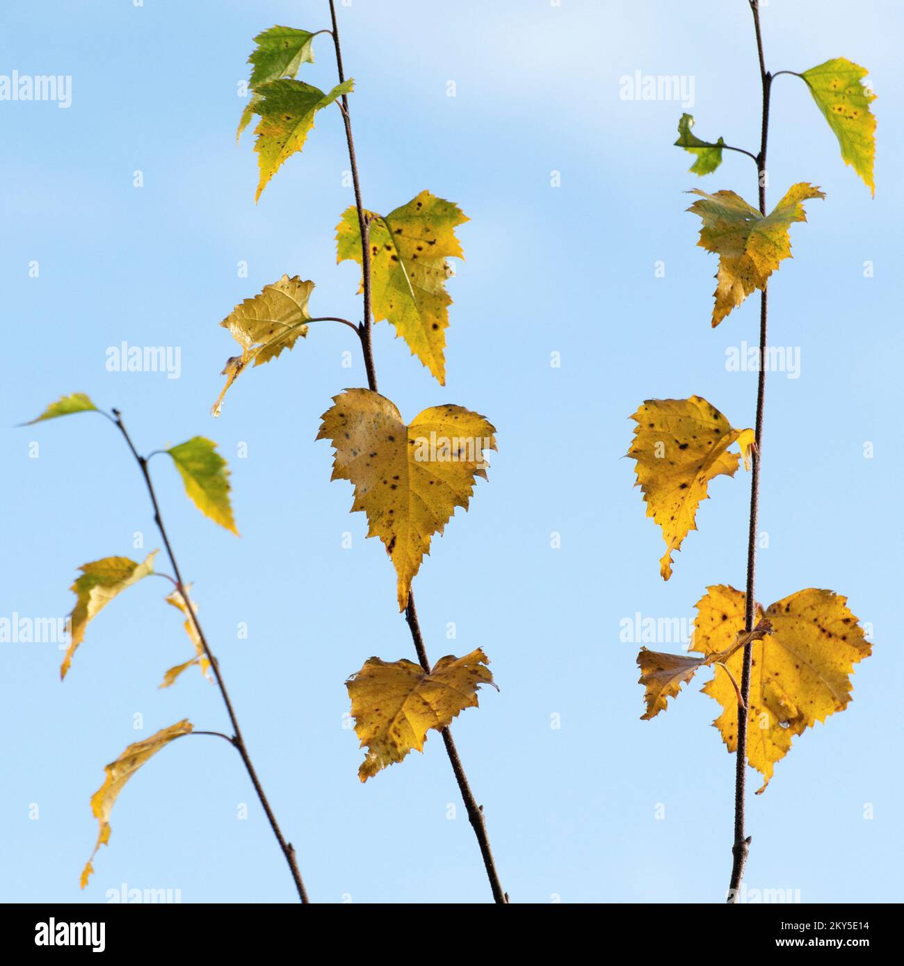 Tree with silver leaves hires stock photography and images Alamy