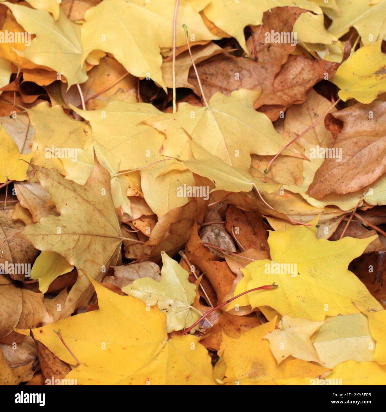 Fallen Maple Leaves in Autumn Stock Photo